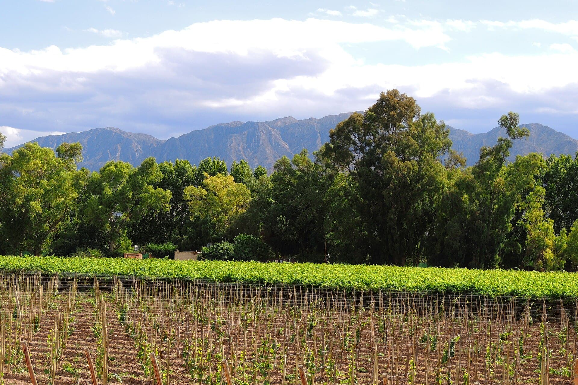 Viñedos sanjuaninos con la precordillera de fondo